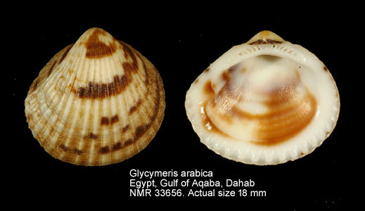 Glycymeris arabica.jpg - Glycymeris arabica(H.Adams,1871)